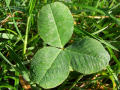 3 Leaf Clover / Three Leaf Clover