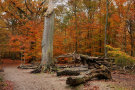 Autumn Forest 4