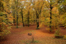 Autumn Forest 6