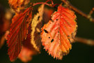 Autumn Leaves