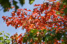 Autumn Leaves 2