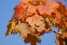 Autumn Leaves 5