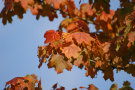 Autumn Leaves 7