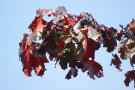 Autumn Leaves 8