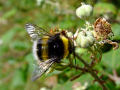 Bee Wings