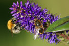 Bee With Syrphid Fly