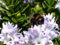 Bee 3 (On a hebe flower)