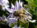 Bee 5 (Honey Bee)