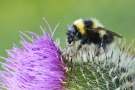 Bee 9 (Bee On A Thistle)