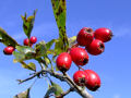 Berries (Red)