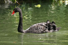 Black Swan