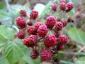 Blackberries (Red as they are not ripe yet)