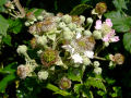 Blackberries (just starting to open)