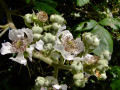 Blackberries In Very Early Stages Of Development