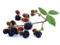 Blackberries 2 (with white background)