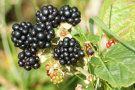 Blackberries 3