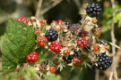 Blackberries 4