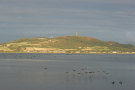 Brent Geese