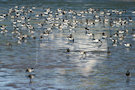 Brent Geese