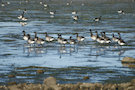 Brent Geese 3