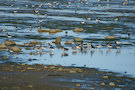 Brent Geese 4