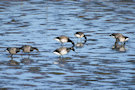 Brent Geese 5