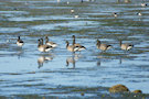 Brent Geese 6