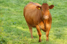 Brown Cow