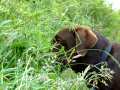 Brown Labrador 11