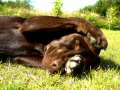 Brown Labrador 13 - Chocolate Lab Rolling On Grass