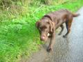 Brown Labrador 2 On An Irish Country Lane In Autumn
