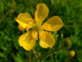 Buttercup 3