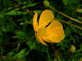 Buttercup 4