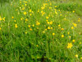 Buttercups