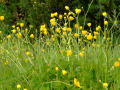 Buttercups 2