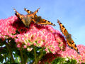 Butterflies (On Sedum Flower)