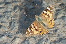 Butterfly On Tarmac