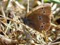 Butterfly 2 (Brown And White)