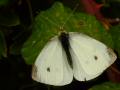 Butterfly 4 (White)