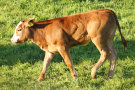 Calve 6