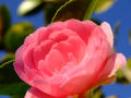 Camellia 2