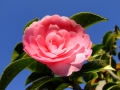 Camellia 3