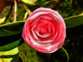 Camellia 4