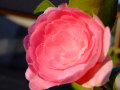 Camellia 6