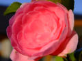 Camellia 7