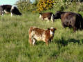 Cattle In Long Grass