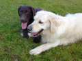 Chocolate Lab With Golden Retriever 2