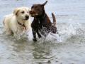 Chocolate Lab With Golden Retriever In The Sea (4)