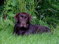 Chocolate Lab 10 In Green Grass
