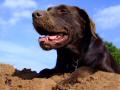 Chocolate Lab 6 In The Sand